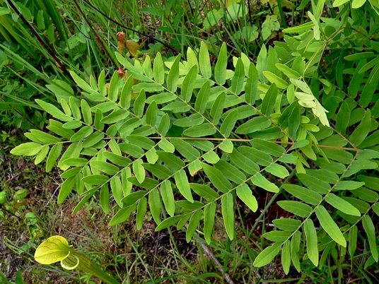 {Osmunda spectabilis}